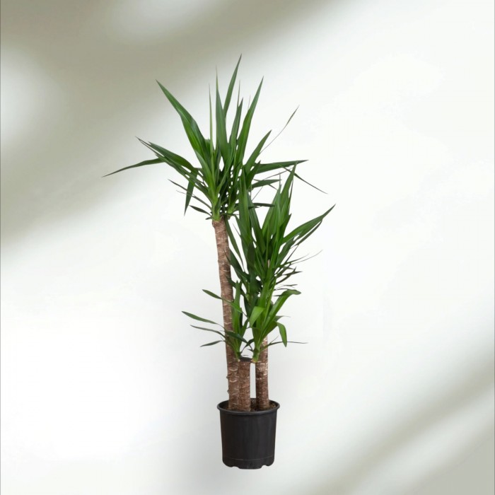 3lü Yucca Ağacı Büyük 190cm